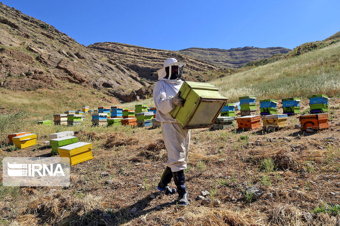 تلخ و شیرین زنبورداری در فارس؛ از نداشتن‌بیمه تا تولید انبوه