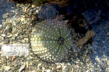 Persian Gulf host of biodiversity, cultural diversity