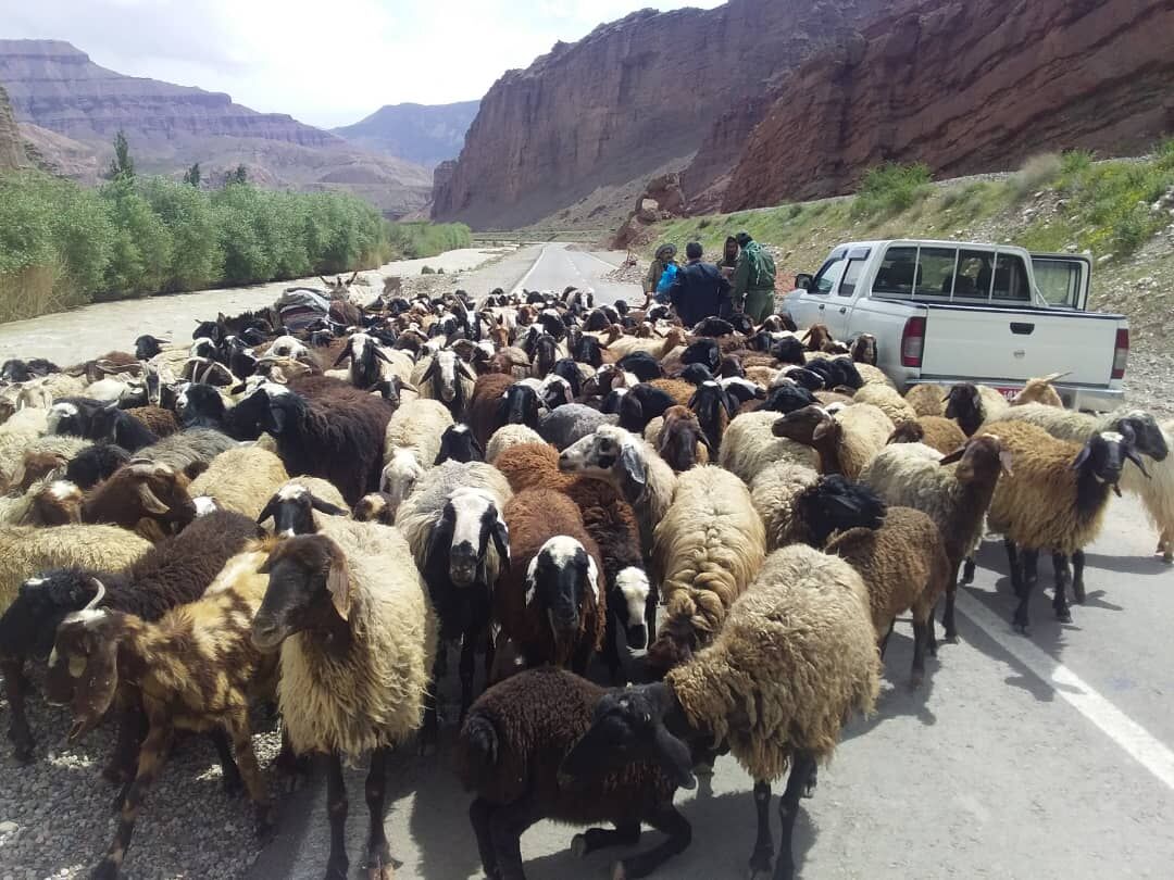 آغاز کوچ بهاره عشایر مهاباد