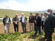 بازدید سرپرست معاونت زراعت وزارت جهاد کشاورزی از مزارع بوکان