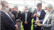 سالانه ۶۰۰ هزار تن محصولات سبزی و صیفی در آذربایجان‌غربی تولید می‌شود  