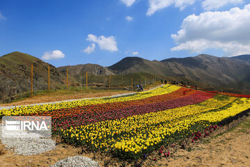 Tulips Plain in Iran's Karaj city