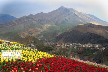 Tulips Plain in Iran's Karaj city