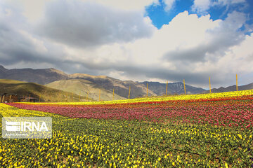 Tulips Plain in Iran's Karaj city