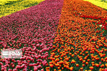 Tulips Plain in Iran's Karaj city