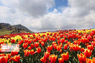 Tulips Plain in Iran's Karaj city