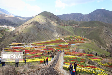 Tulips Plain in Iran's Karaj city