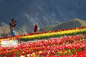 Tulips Plain in Iran's Karaj city