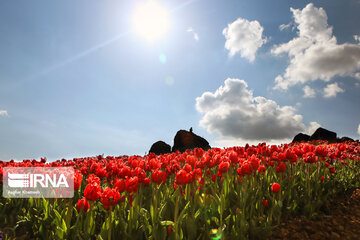 Tulips Plain in Iran's Karaj city