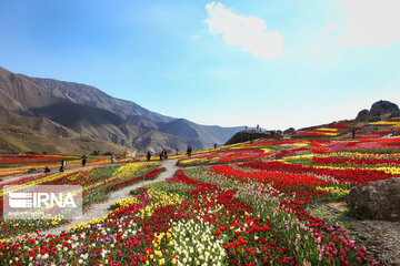 Tulips Plain in Iran's Karaj city