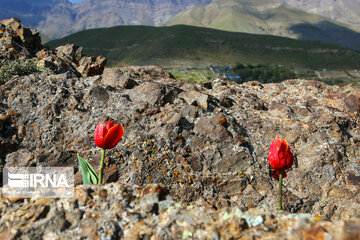 Tulips Plain in Iran's Karaj city