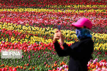 Tulips Plain in Iran's Karaj city