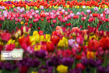 Tulips Plain in Iran's Karaj city