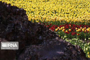 Tulips Plain in Iran's Karaj city