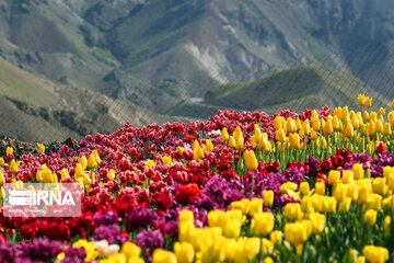 Tulips Plain in Iran's Karaj city