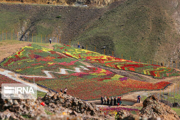 Tulips Plain in Iran's Karaj city