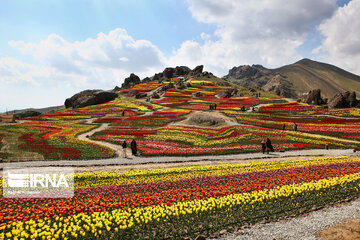 Tulips Plain in Iran's Karaj city