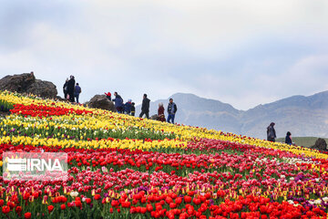 Tulips Plain in Iran's Karaj city