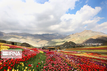 Tulips Plain in Iran's Karaj city