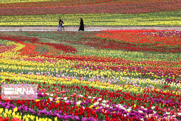 Tulips Plain in Iran's Karaj city