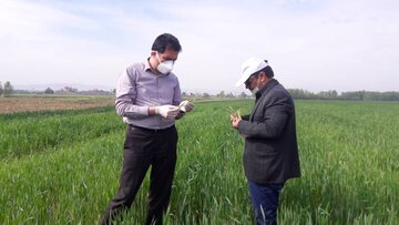 ۱۲ گروه شبکه مراقبت و پیش آگاهی کشاورزی در البرز فعال شدند