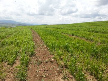 بازدید سرپرست معاونت زراعت وزارت جهاد کشاورزی از مزارع بوکان