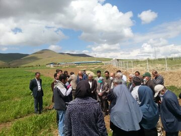 بازدید سرپرست معاونت زراعت وزارت جهاد کشاورزی از مزارع بوکان