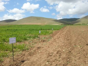 بازدید سرپرست معاونت زراعت وزارت جهاد کشاورزی از مزارع بوکان