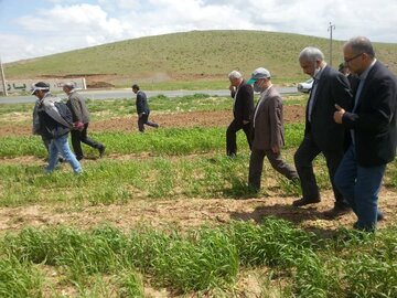 بازدید سرپرست معاونت زراعت وزارت جهاد کشاورزی از مزارع بوکان