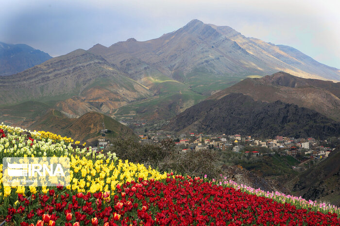 Tulips Plain shines in Iranian city