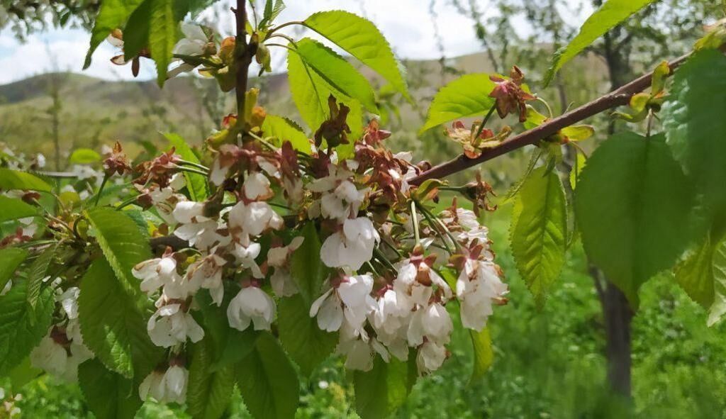 طبیعت بهاری سروآباد از نگاه دوربین 23
