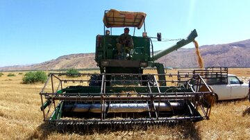 ۶۰۰ هزار تن گندم از کشاورزان کرمانشاهی خریداری می‌شود