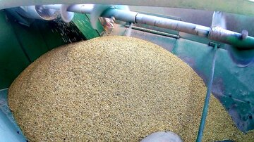 ۲۲۰ هزار تن گندم از کشاورزان قزوینی خریداری می‌شود