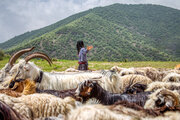 عشایر تا قبل از ۲۵ اردیبهشت به کوهرنگ کوچ نکنند