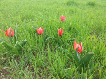 رخ نمایی گل لاله در دیم زارهای بوکان