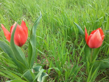 رخ نمایی گل لاله در دیم زارهای بوکان