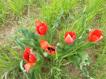 رخ نمایی گل لاله در دیم زارهای بوکان