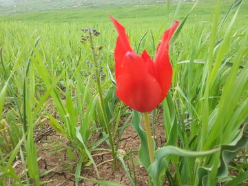 رخ نمایی گل لاله در دیم زارهای بوکان