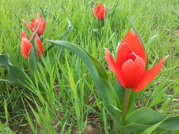 رخ نمایی گل لاله در دیم زارهای بوکان