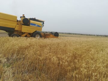 ۳۰۰ تن گندم بذری از کشاورزان سیستان و بلوچستان خریداری شد