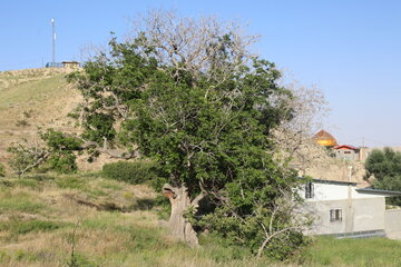 گردشی در روستای اروانه سرخه