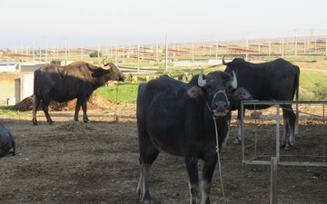 طرح رها شده مجتمع گاومیشداری دوپیران گتوند