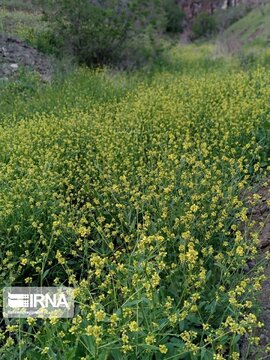 The nature of Ghezel Ozan region in Northwestern Iran