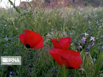 The nature of Ghezel Ozan region in Northwestern Iran