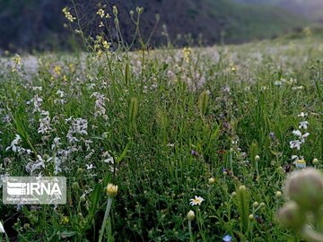 The nature of Ghezel Ozan region in Northwestern Iran