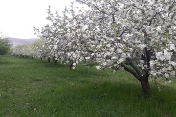 طبیعت دلنشین میاندوآب با شکوفه زدن درختان سیب