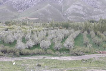 طبیعت دلنشین میاندوآب با شکوفه زدن درختان سیب