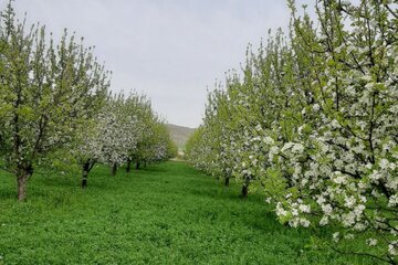 طبیعت دلنشین میاندوآب با شکوفه زدن درختان سیب