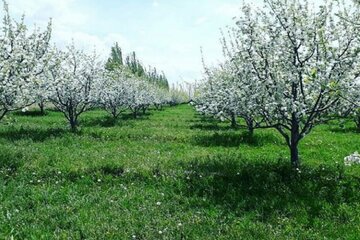 طبیعت دلنشین میاندوآب با شکوفه زدن درختان سیب