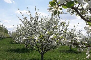 طبیعت دلنشین میاندوآب با شکوفه زدن درختان سیب